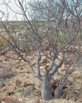 Bursera Hindsiana