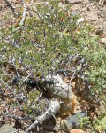 Bursera Microphylla