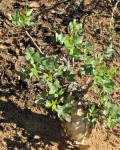 Bursera Odorata