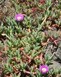 Carpobrotus Chilensis