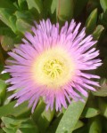 Carpobrotus Edulis