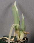 Cheiridopsis Derenbergiana