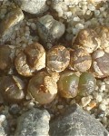 Conophytum Armianum