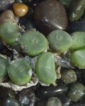 Conophytum Bolusiae