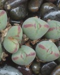 Conophytum Chauviniae