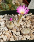 Conophytum Chrisocruxum