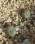 Conophytum Comptonii