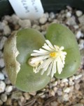 Conophytum Concavum