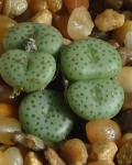 Conophytum Fraternum