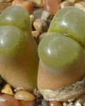 Conophytum Friedrichiae