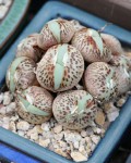 Conophytum Globosum