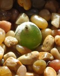 Conophytum Hammeri