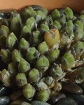 Conophytum Hians