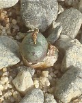 Conophytum Hyracis