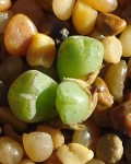 Conophytum Jarmilae