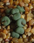 Conophytum Jucundum