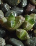 Conophytum Khamiesbergense