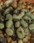 Conophytum Klinghardtense