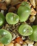 Conophytum Limpidum