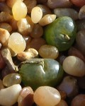 Conophytum Lithopsoides