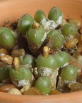 Conophytum Loeschianum