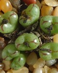 Conophytum Longibracteatum