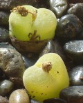 Conophytum Lydiae