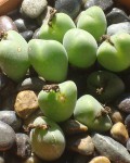 Conophytum Meyeri