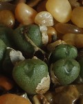 Conophytum Minusculum