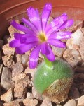 Conophytum Mirabile