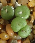 Conophytum Obscurum