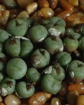 Conophytum Piluliforme