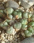 Conophytum Pium