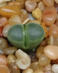 Conophytum Pubescens