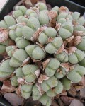 Conophytum Quaesitum