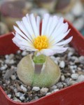 Conophytum Ratum