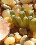 Conophytum Reconditum