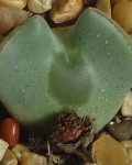 Conophytum Regale