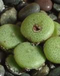 Conophytum Ricardianum