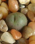 Conophytum Roodiae