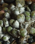 Conophytum Saxetanum