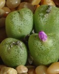 Conophytum Smorenskaduense