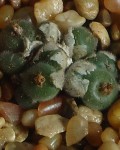 Conophytum Stephanii