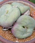 Conophytum Subfenestratum