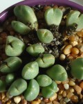 Conophytum Taylorianum