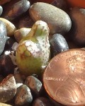 Conophytum Turrigerum