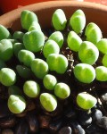 Conophytum Velutinum