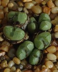 Conophytum Violaciflorum