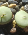 Conophytum Wettsteinii