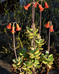 Cotyledon adscendens